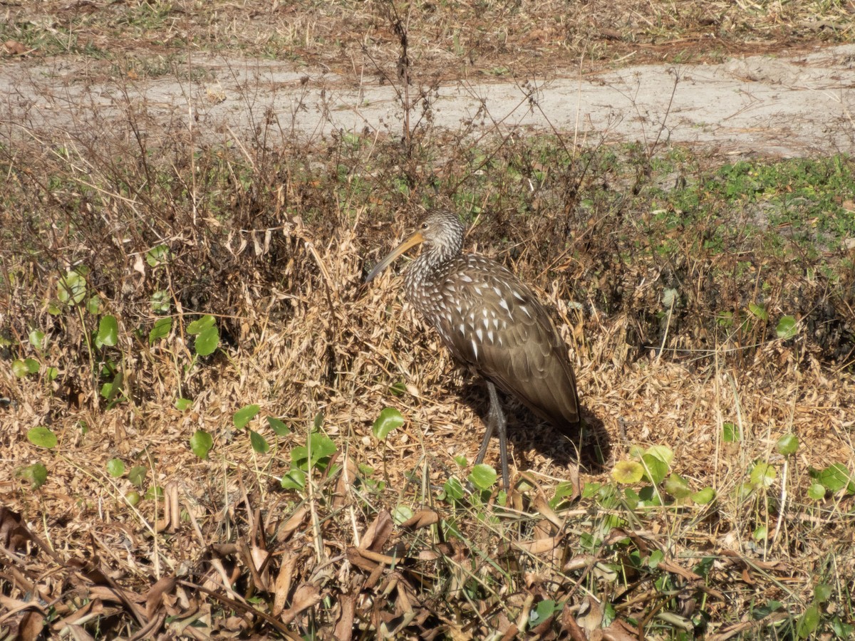 Karraoa - ML650263003