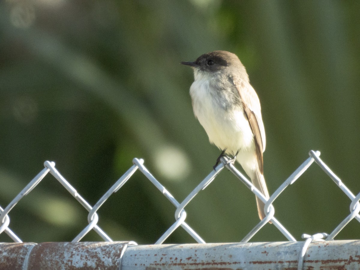Eastern Phoebe - ML650263033