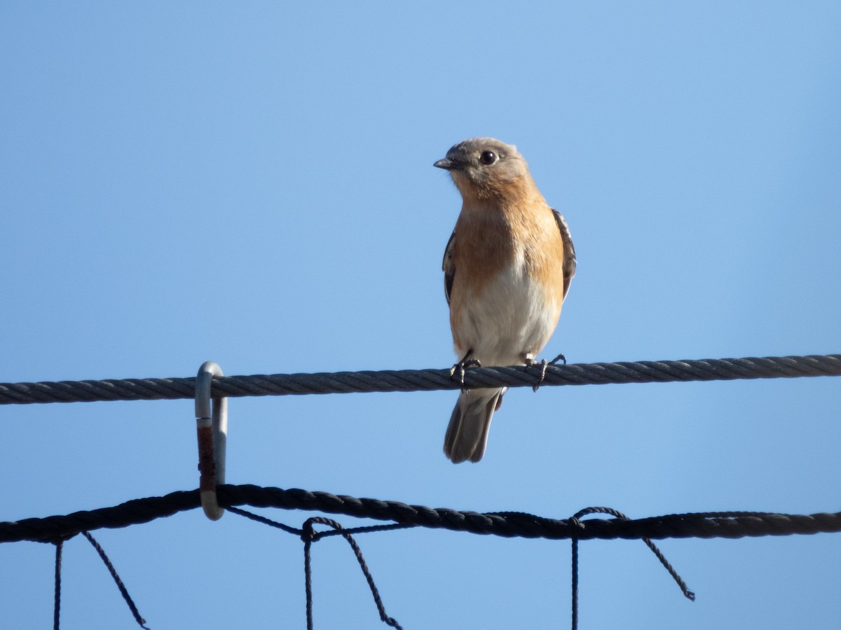 Eastern Bluebird - ML650263049