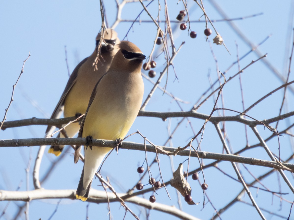 Buztanori amerikarra - ML650263054