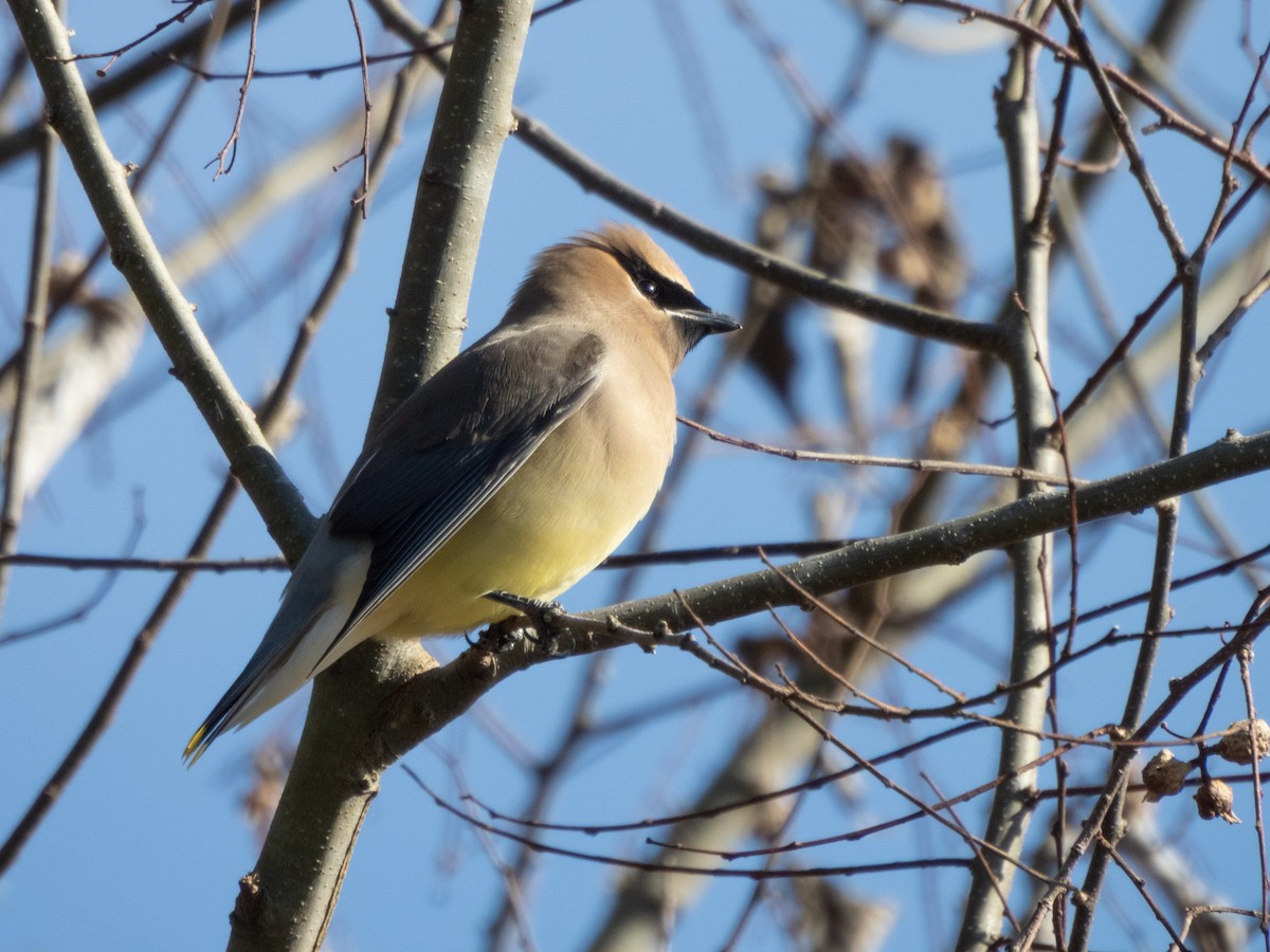 Buztanori amerikarra - ML650263055