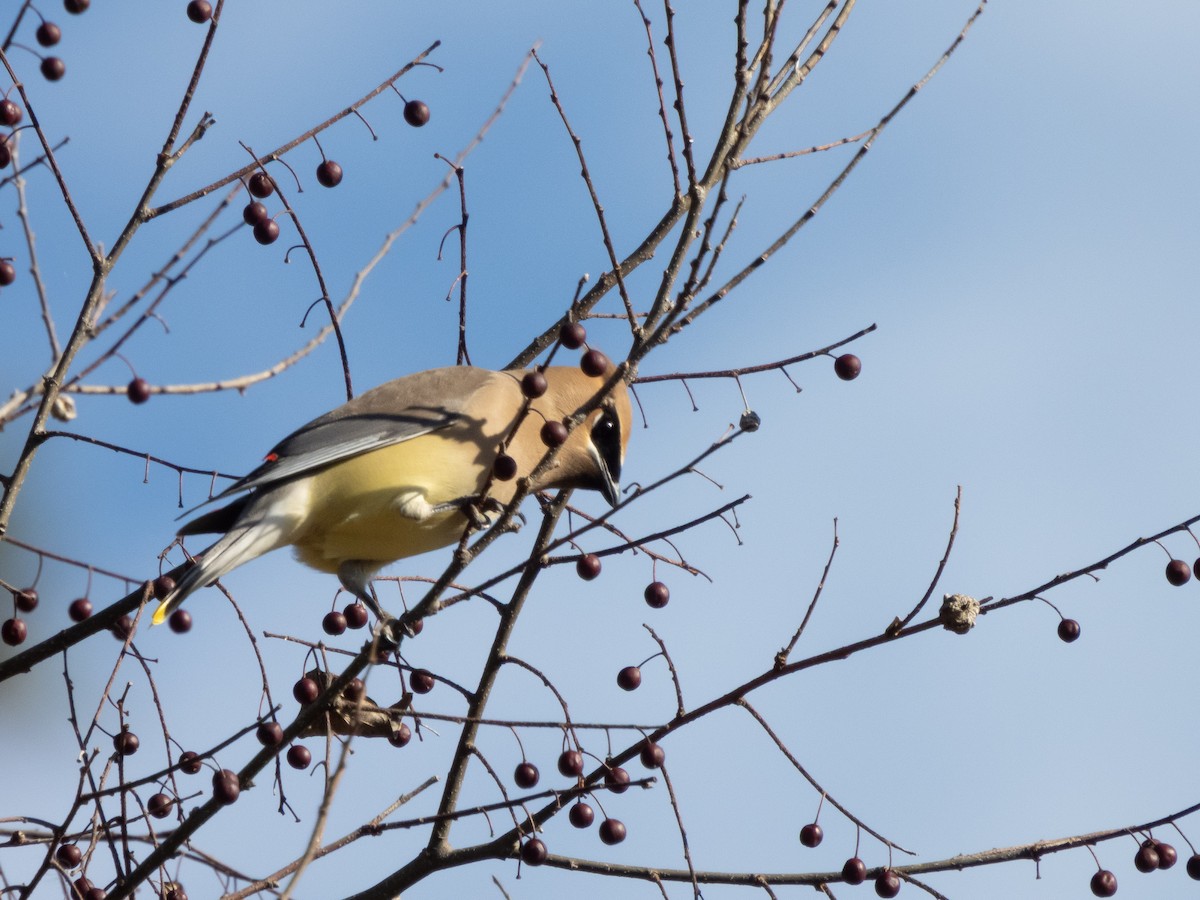 Buztanori amerikarra - ML650263056