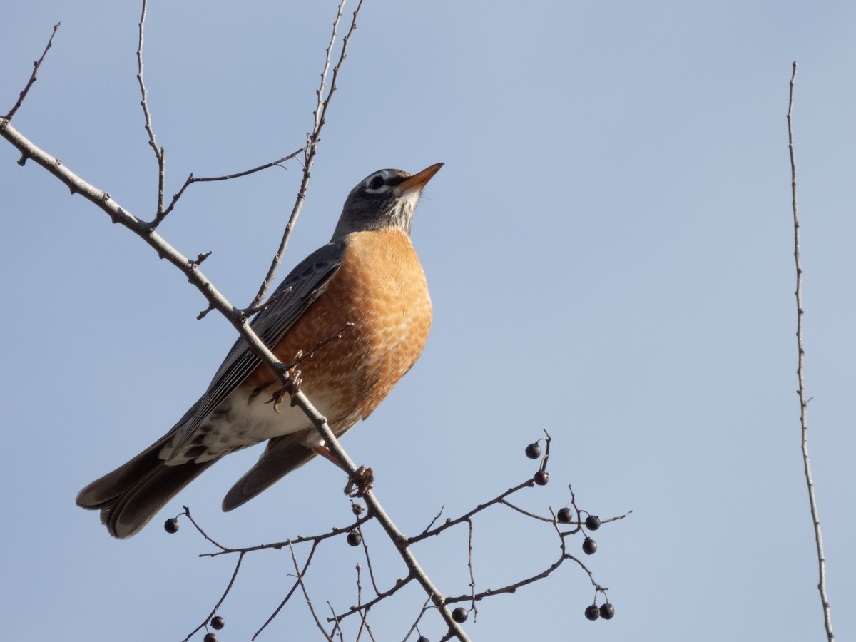 Zozo papargorria - ML650263063