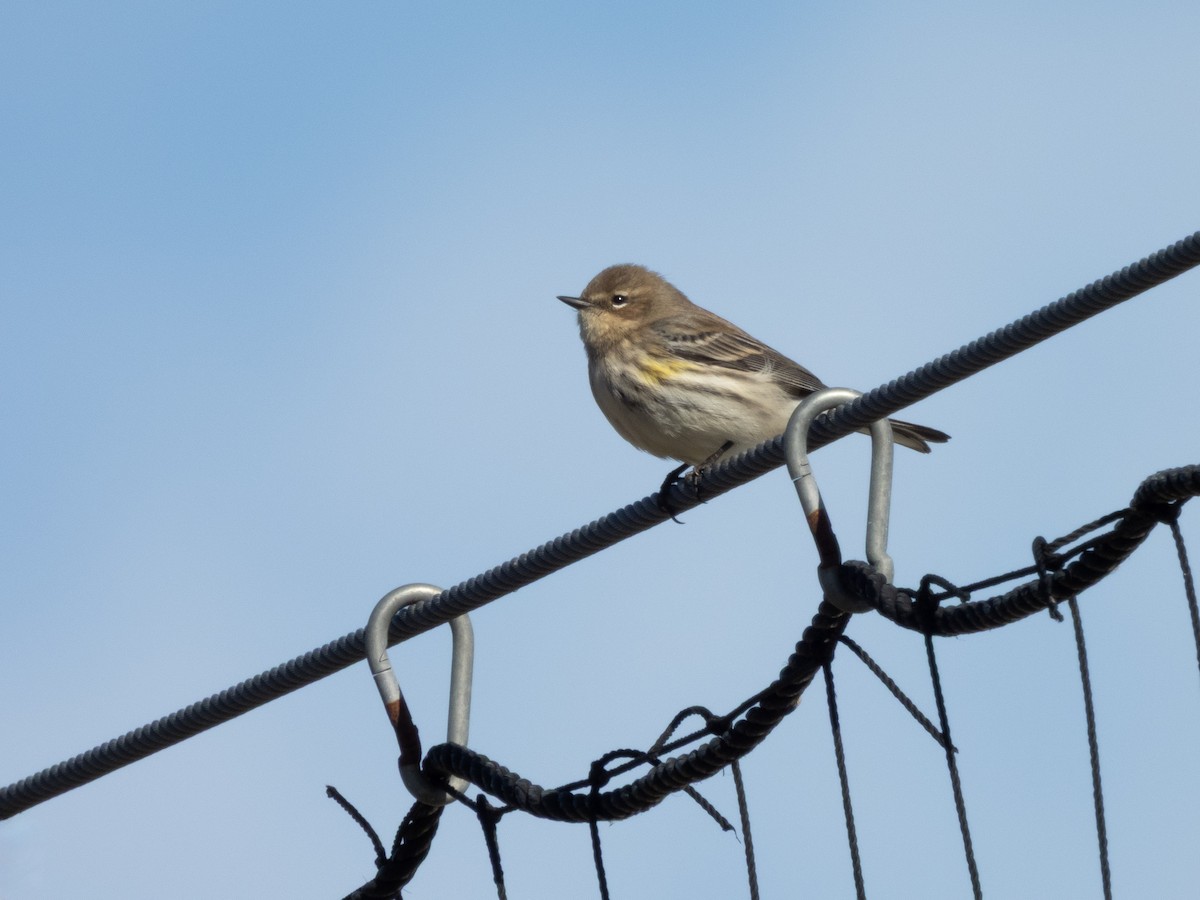 Yellow-rumped Warbler (Myrtle) - ML650263073
