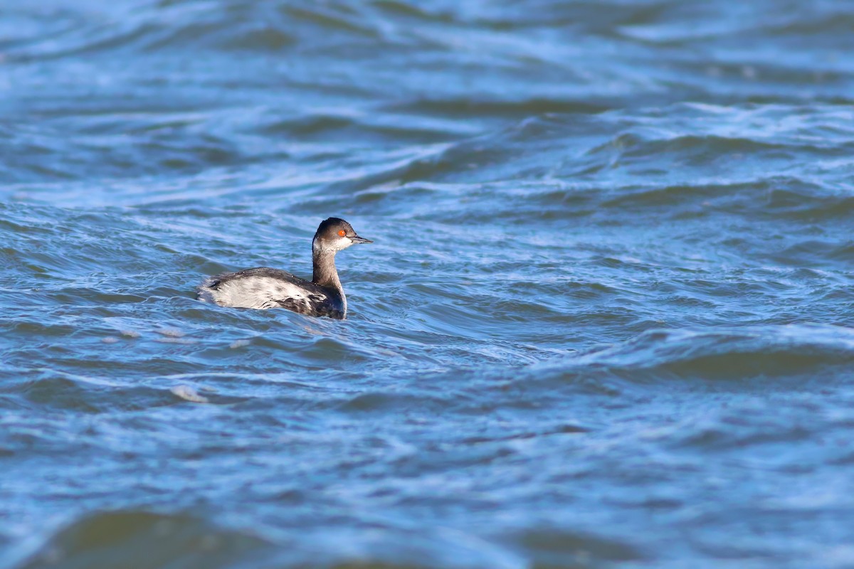 Zampullín Cuellinegro - ML650263388