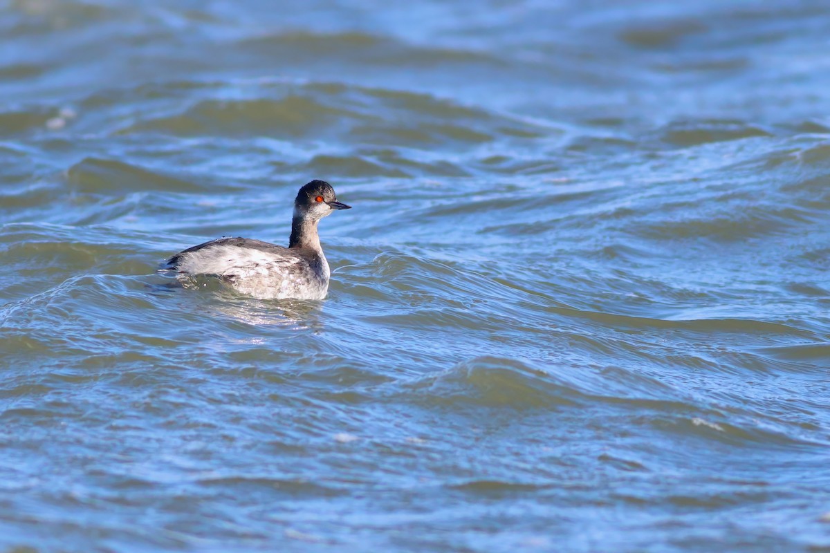 Zampullín Cuellinegro - ML650263389