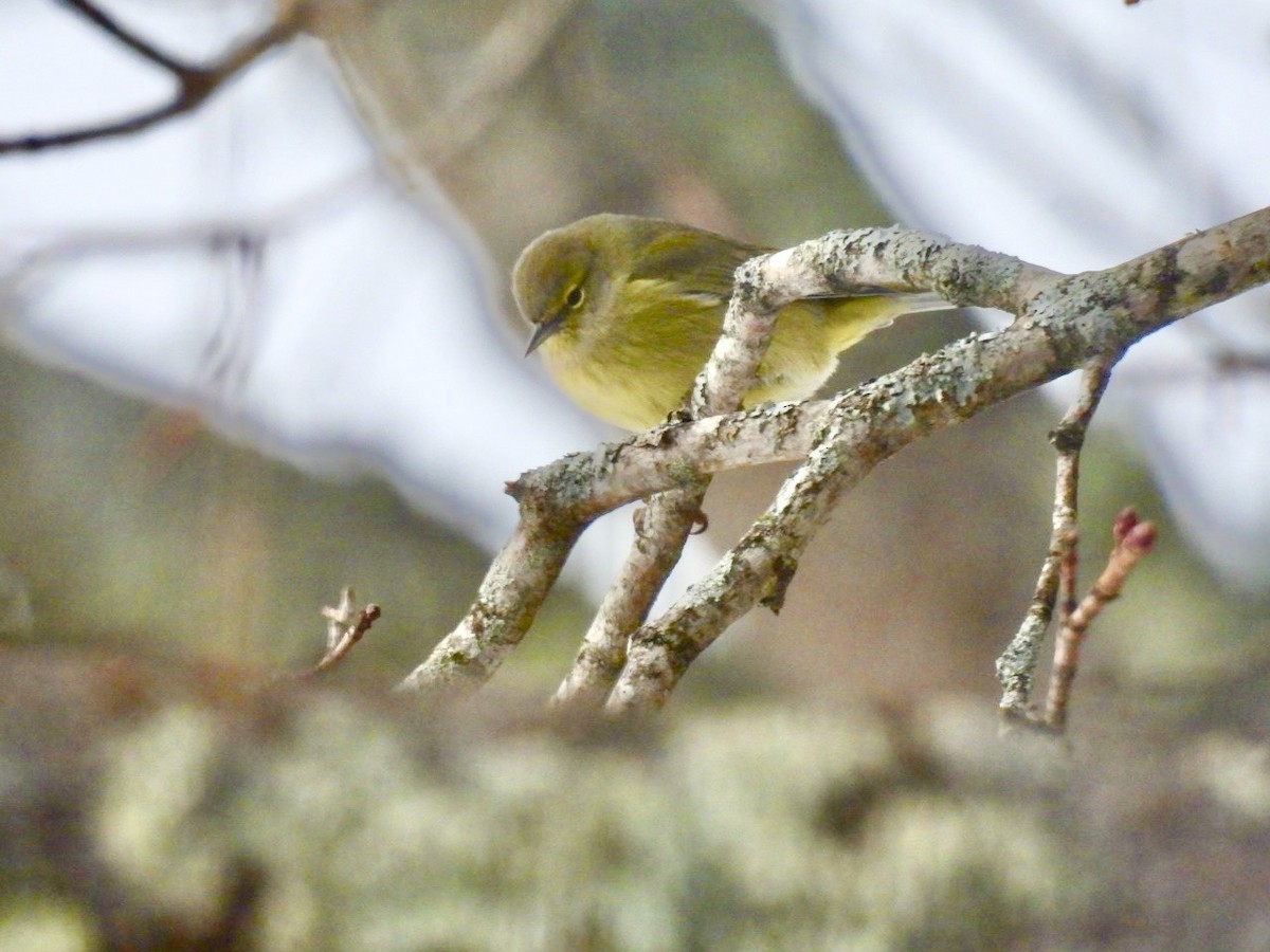 Turuncu Taçlı Ötleğen - ML650263800