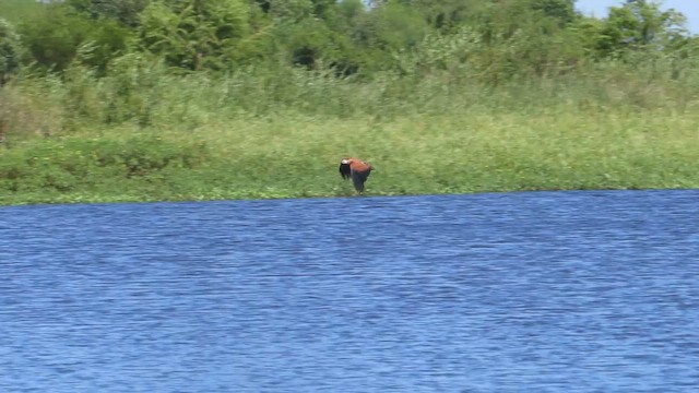 Black-collared Hawk - ML650264477