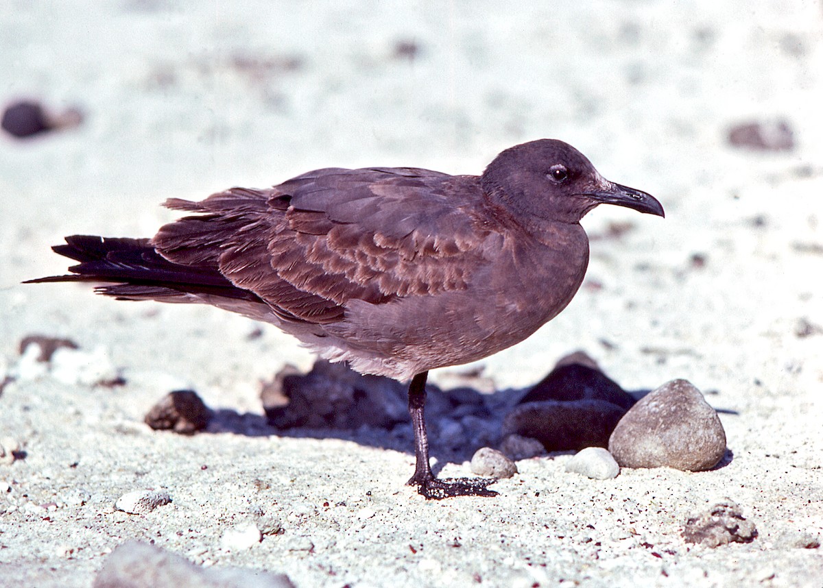 Мартин темний - ML650265053