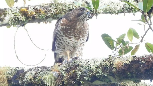 Broad-winged Hawk - ML650265122