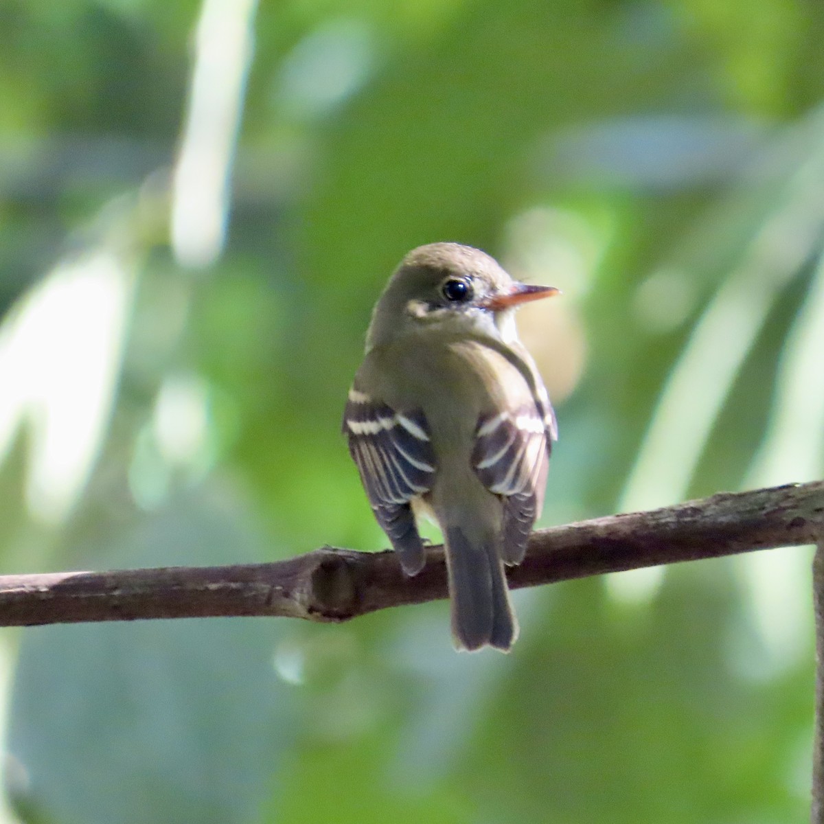 Acadian Flycatcher - ML650265344
