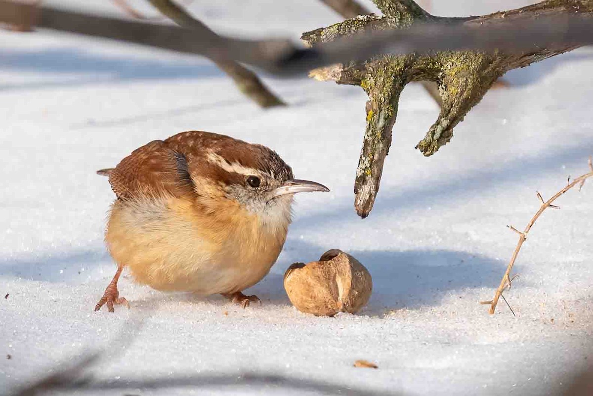 střízlík karolínský - ML650266221