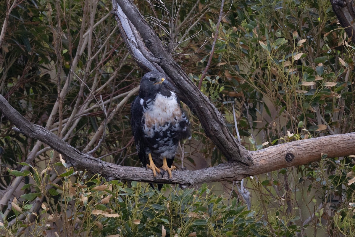 Скальный канюк - ML650266225