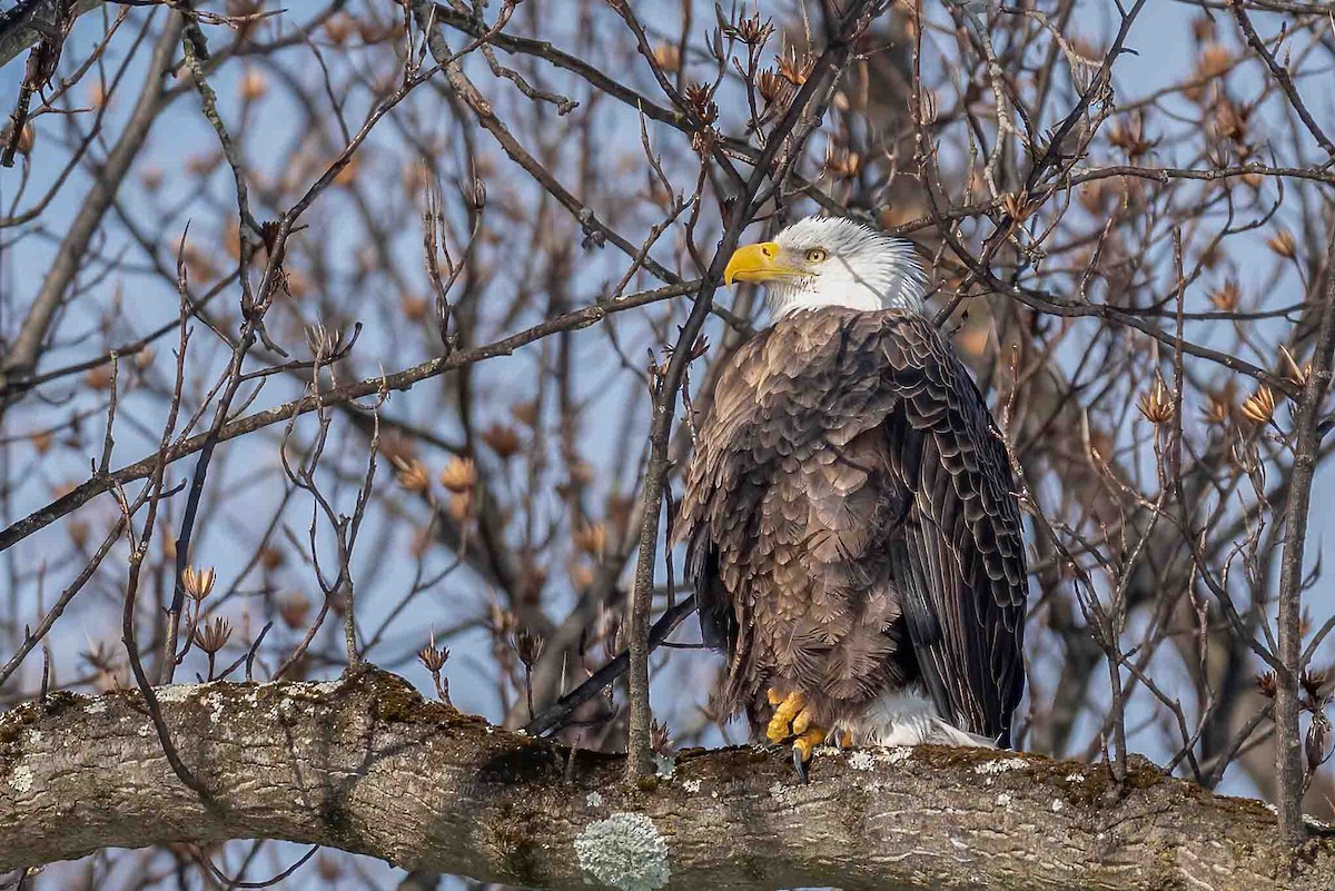 orel bělohlavý - ML650266232