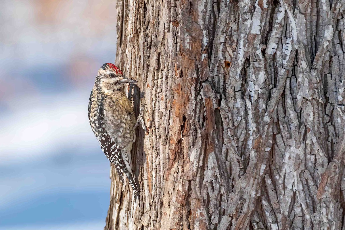 datel rudohrdlý - ML650266239