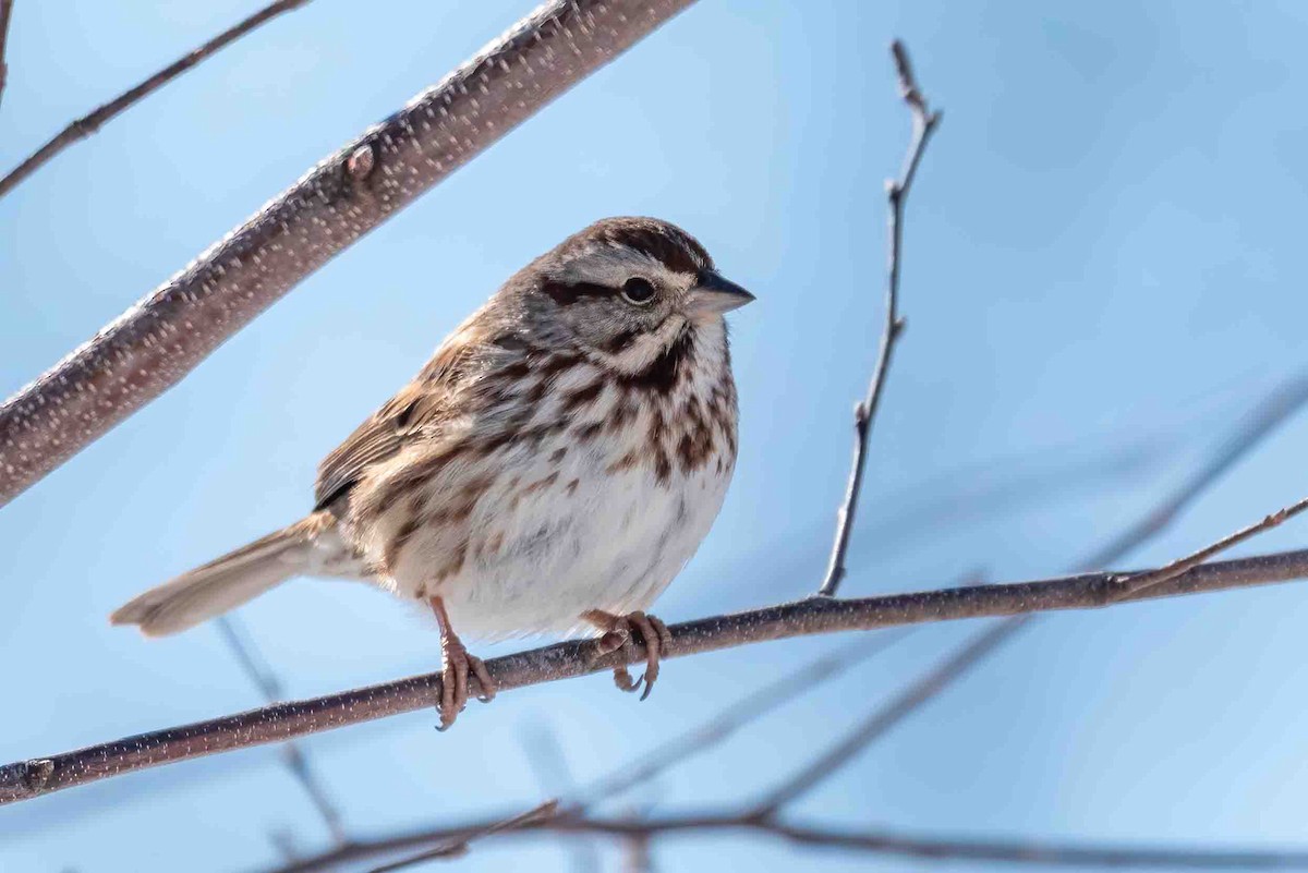 strnadec zpěvný - ML650266244