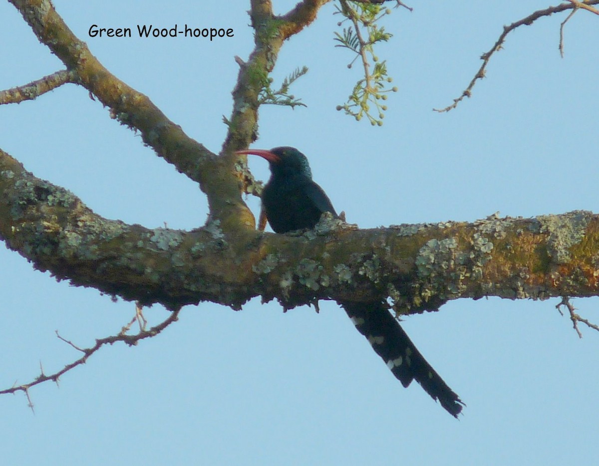 Green Woodhoopoe - ML650266535