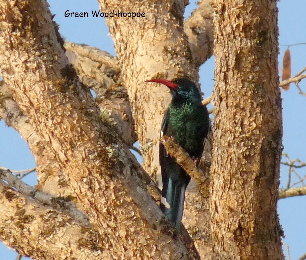 Green Woodhoopoe - ML650266536