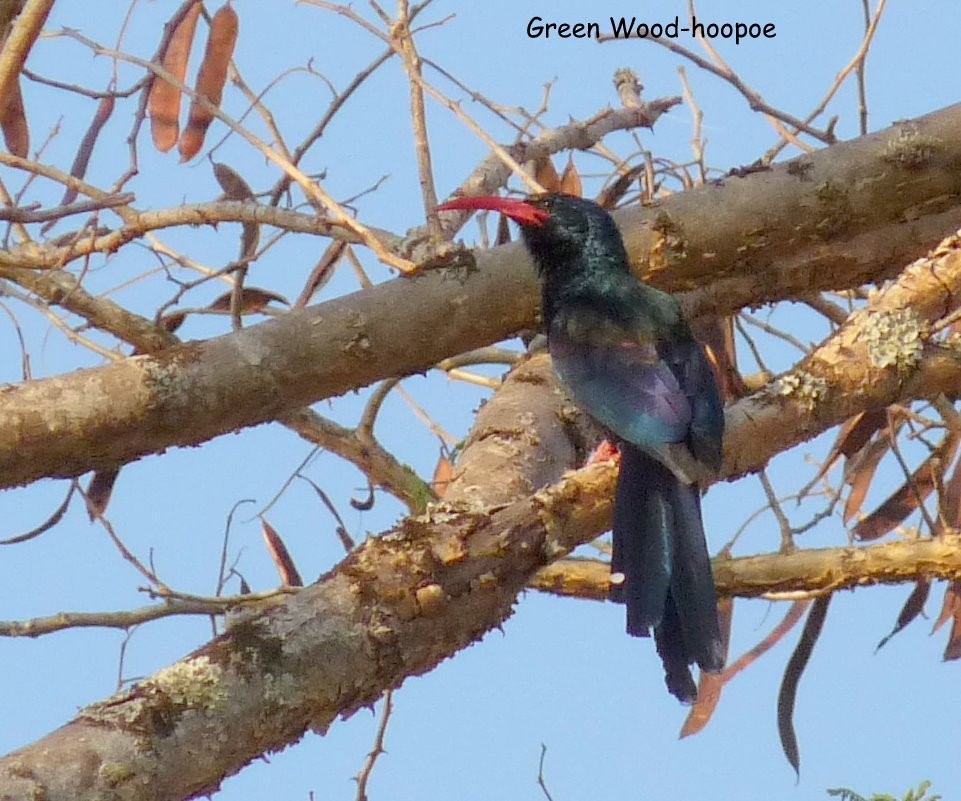 Green Woodhoopoe - ML650266537