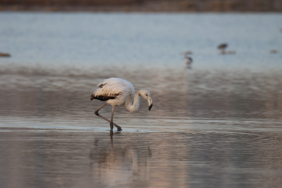 Greater Flamingo - ML650266702