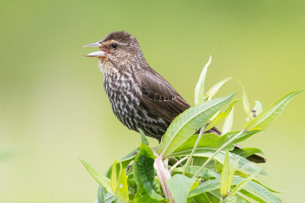 Red-winged Blackbird - County Lister Brendan
