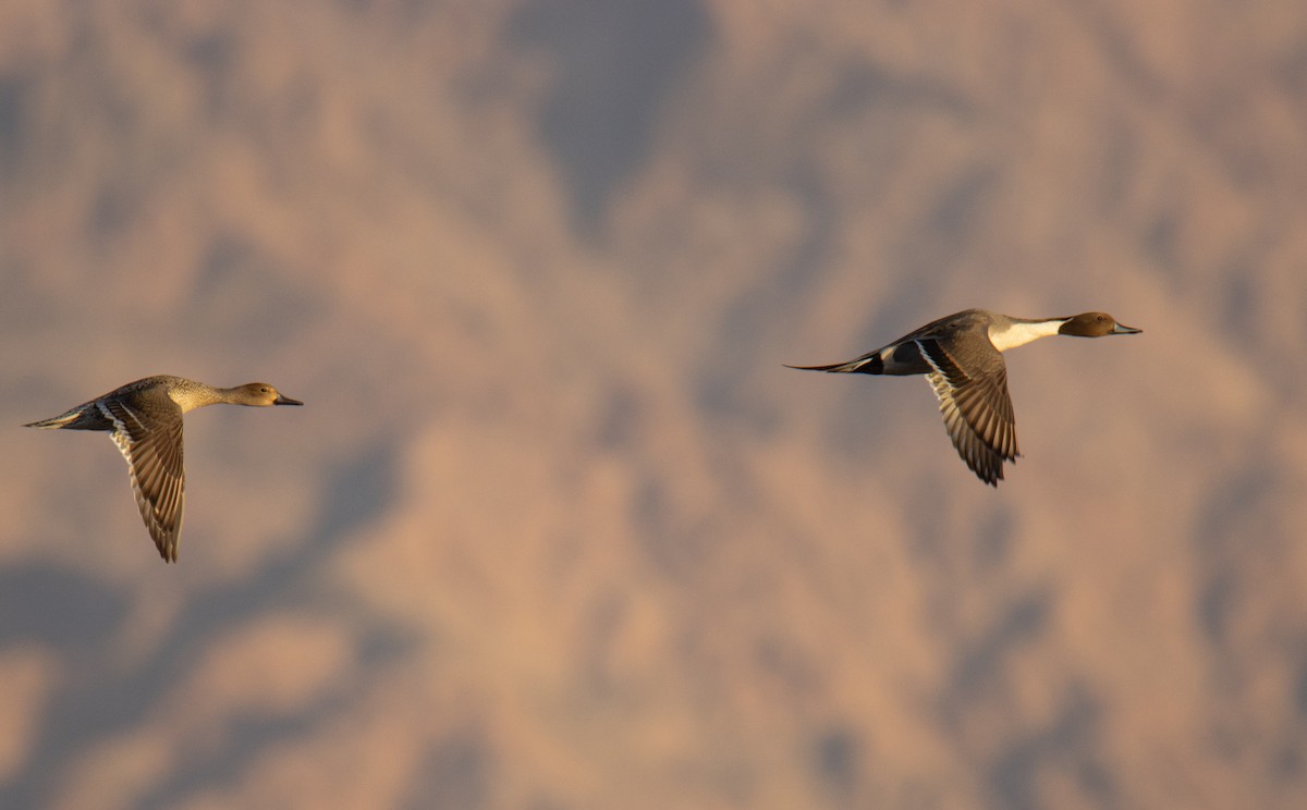 Northern Pintail - ML650266710