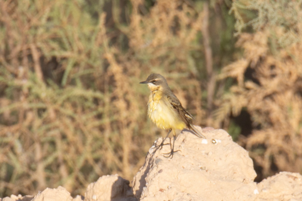 Western Yellow Wagtail - ML650266726