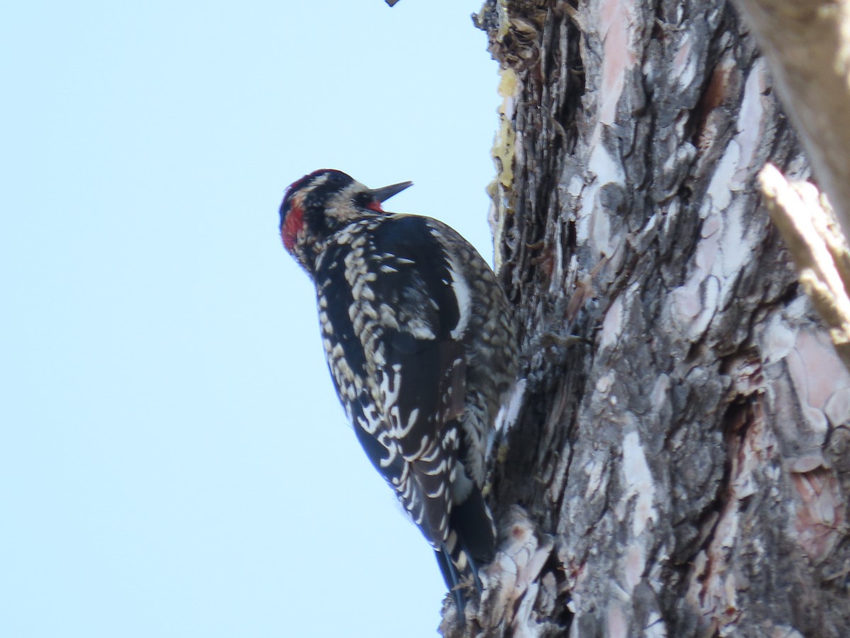 Red-naped Sapsucker - ML650266947
