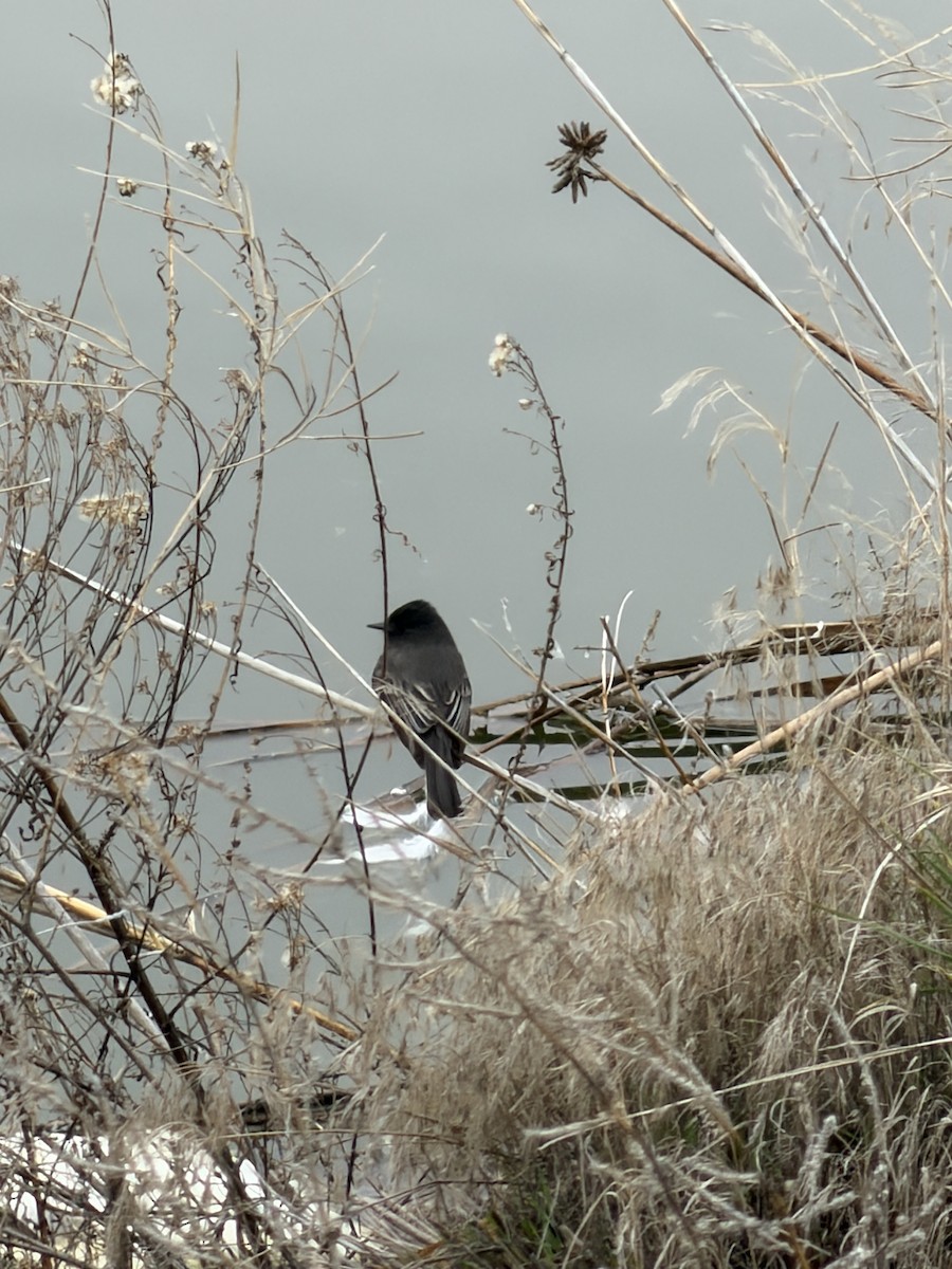 Black Phoebe - ML650267201