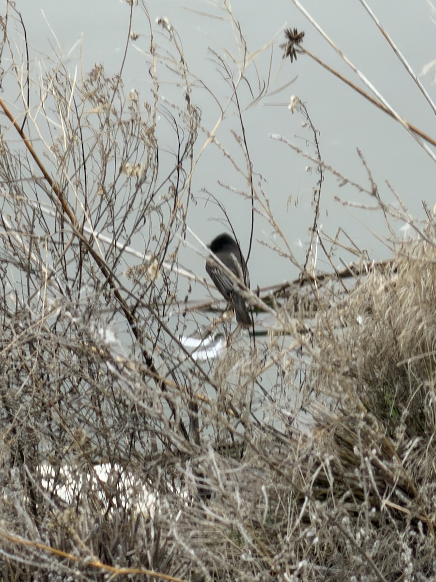 Black Phoebe - ML650267202