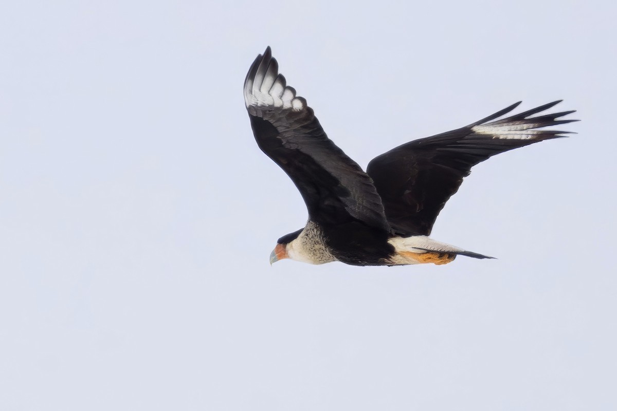 Crested Caracara - ML650267676