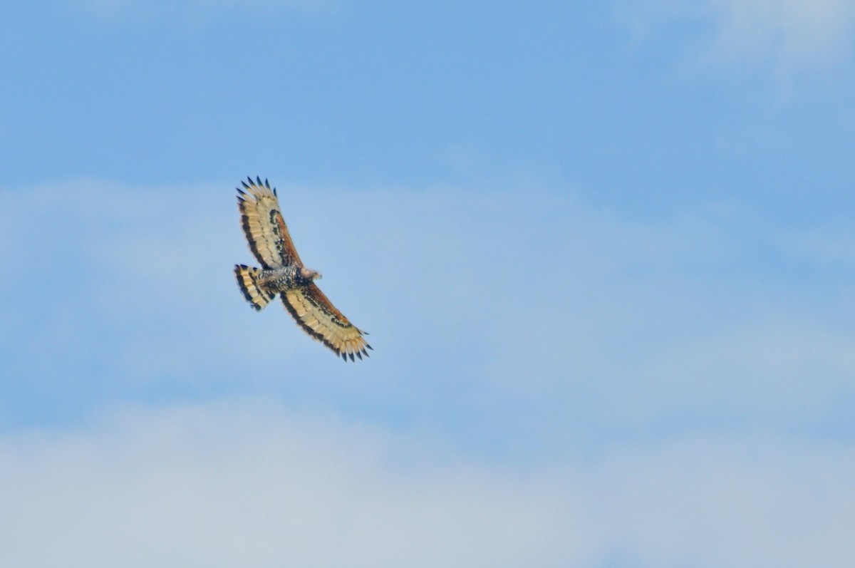 カンムリクマタカ - ML650268098