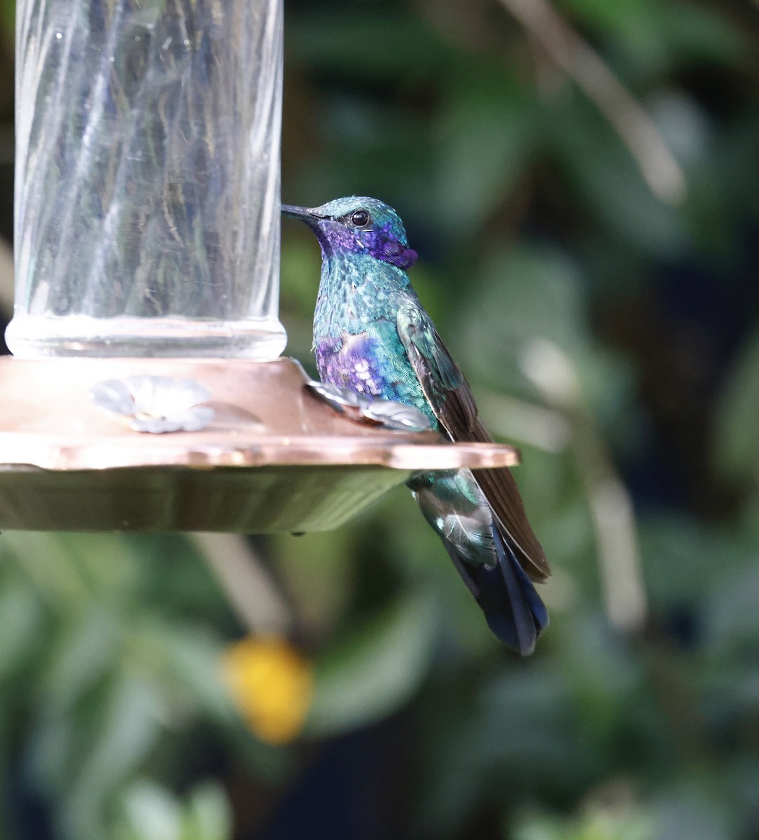 Sparkling Violetear - ML650268494