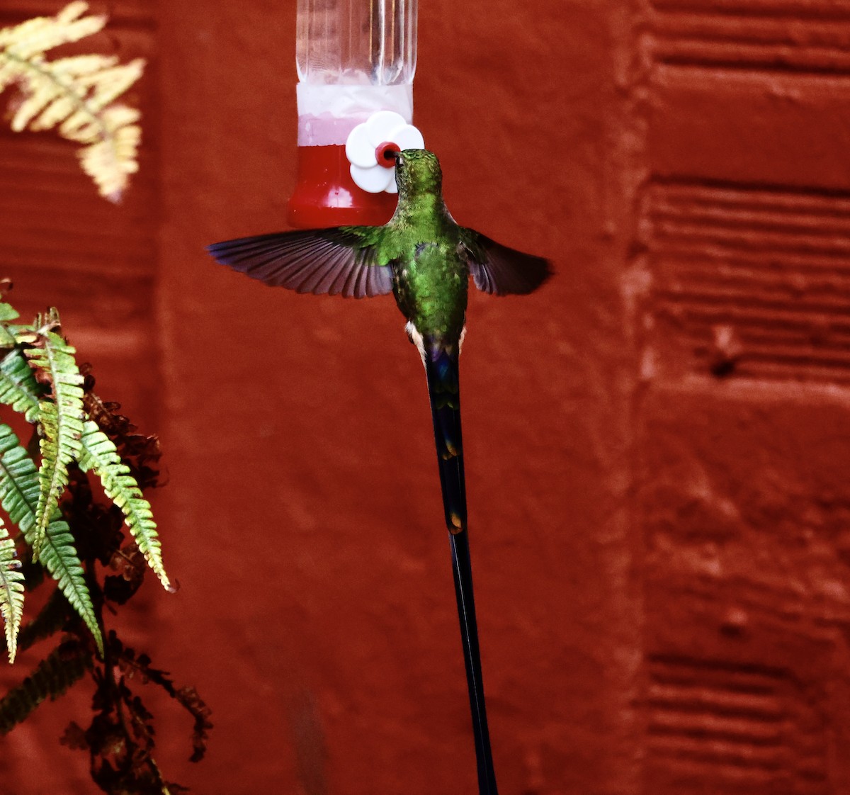 Green-tailed Trainbearer - ML650268701