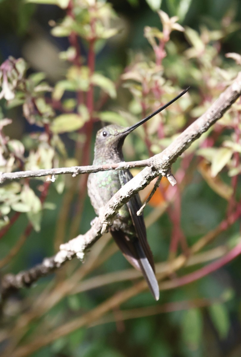 Sword-billed Hummingbird - ML650268781