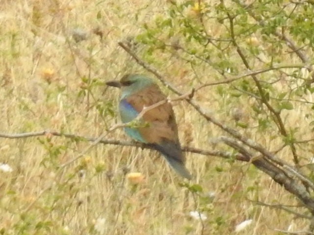 European Roller - ML650268951