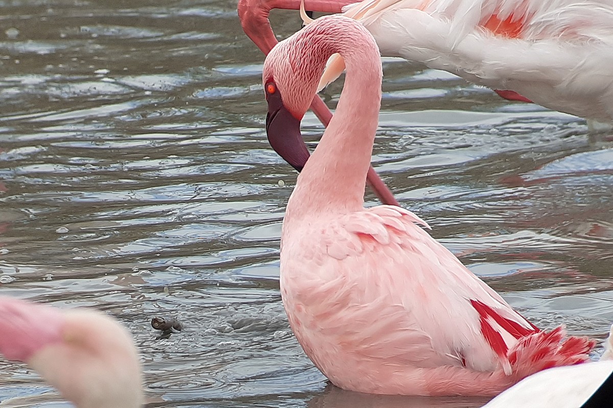 plameňák malý - ML650269291