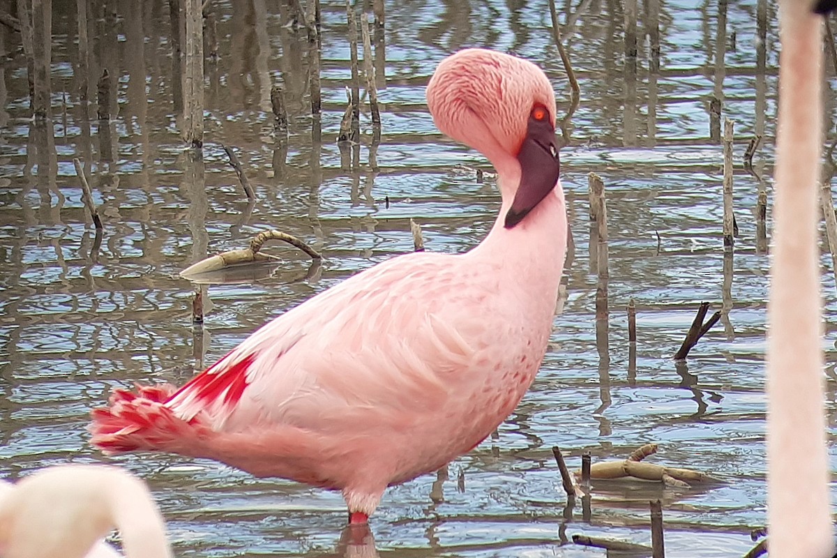 plameňák malý - ML650269292