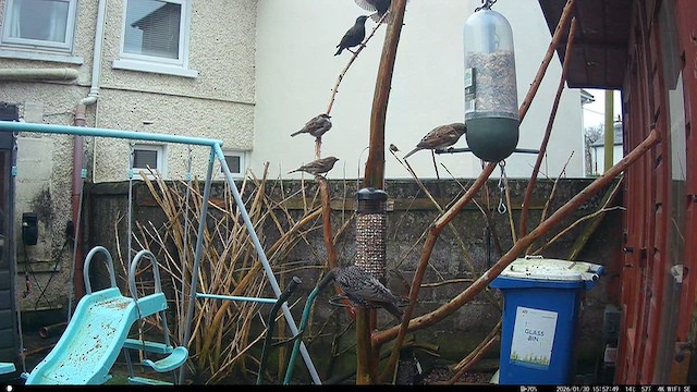 European Starling - ML650269437