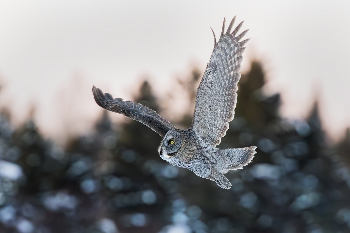 Lapon Baykuşu - ML650270202