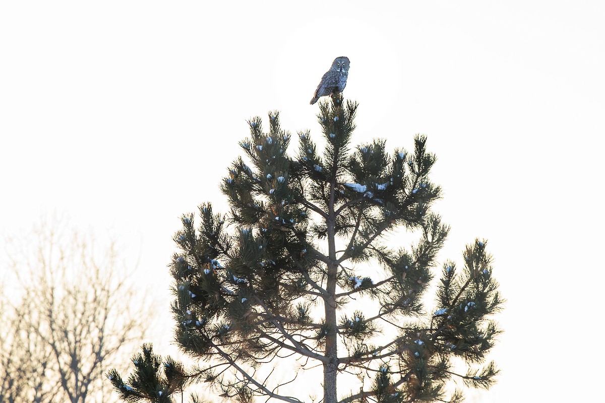 Lapon Baykuşu - ML650270203