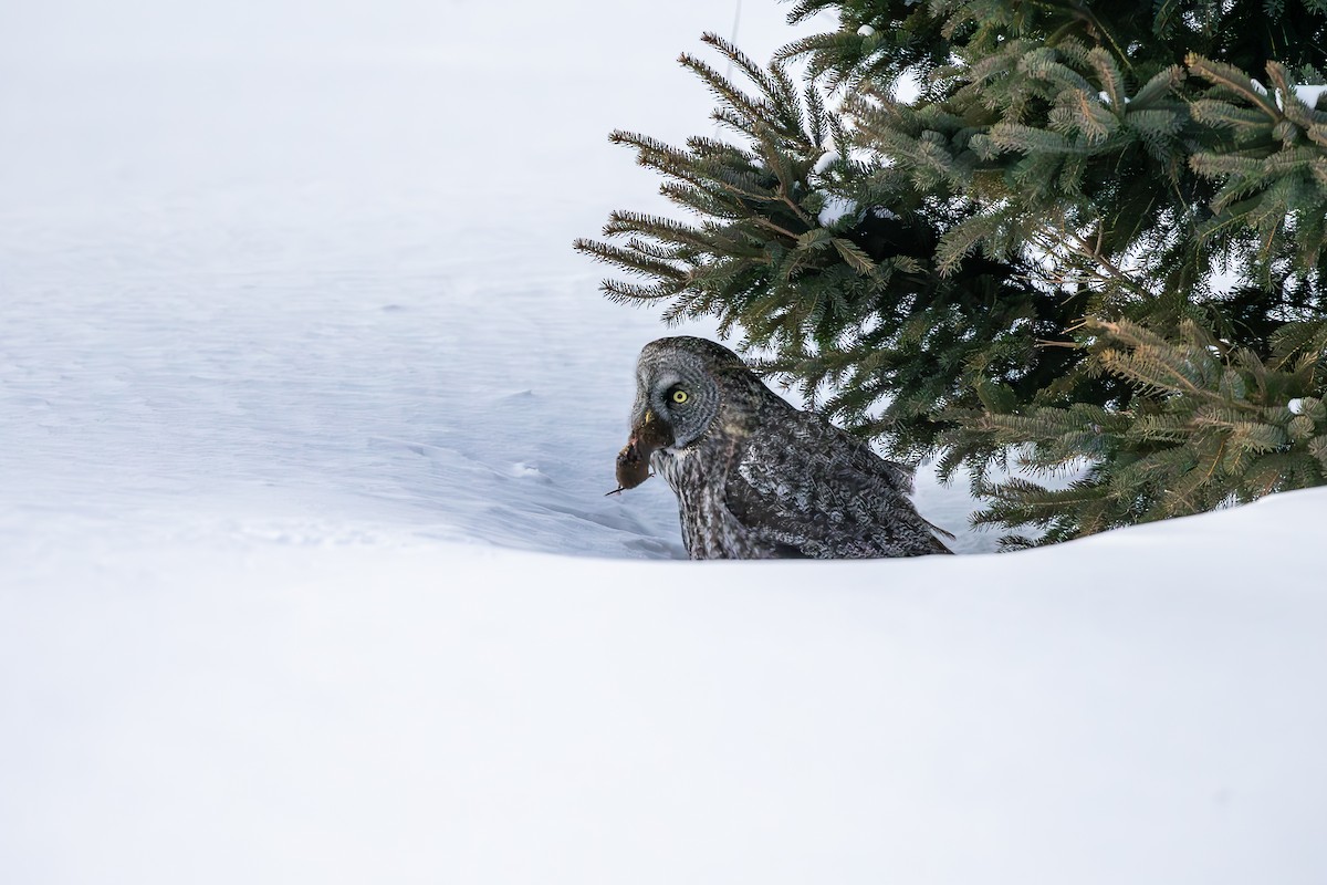 Lapon Baykuşu - ML650270204