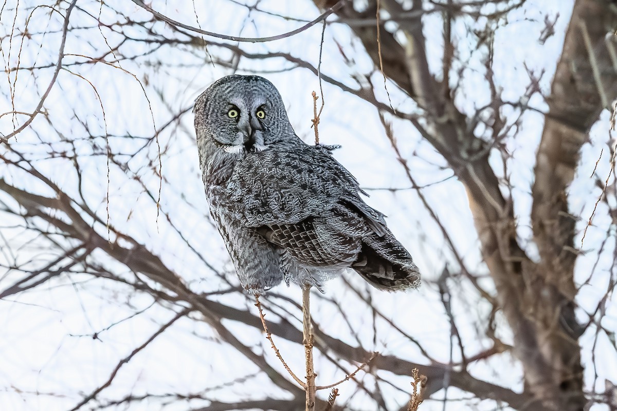 Lapon Baykuşu - ML650270206