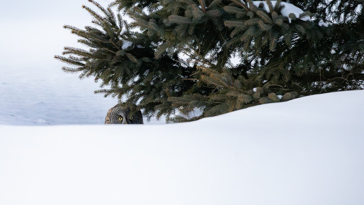 Lapon Baykuşu - ML650270207