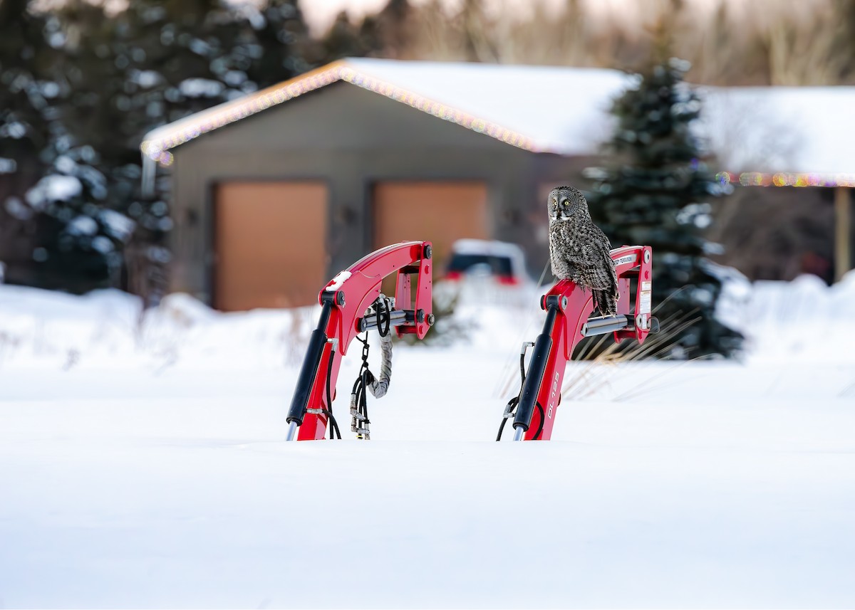 Lapon Baykuşu - ML650270208