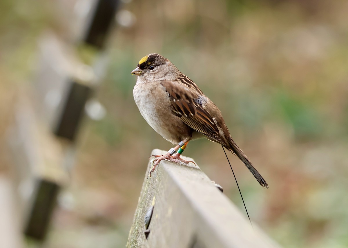 Golden-crowned Sparrow - ML650270529