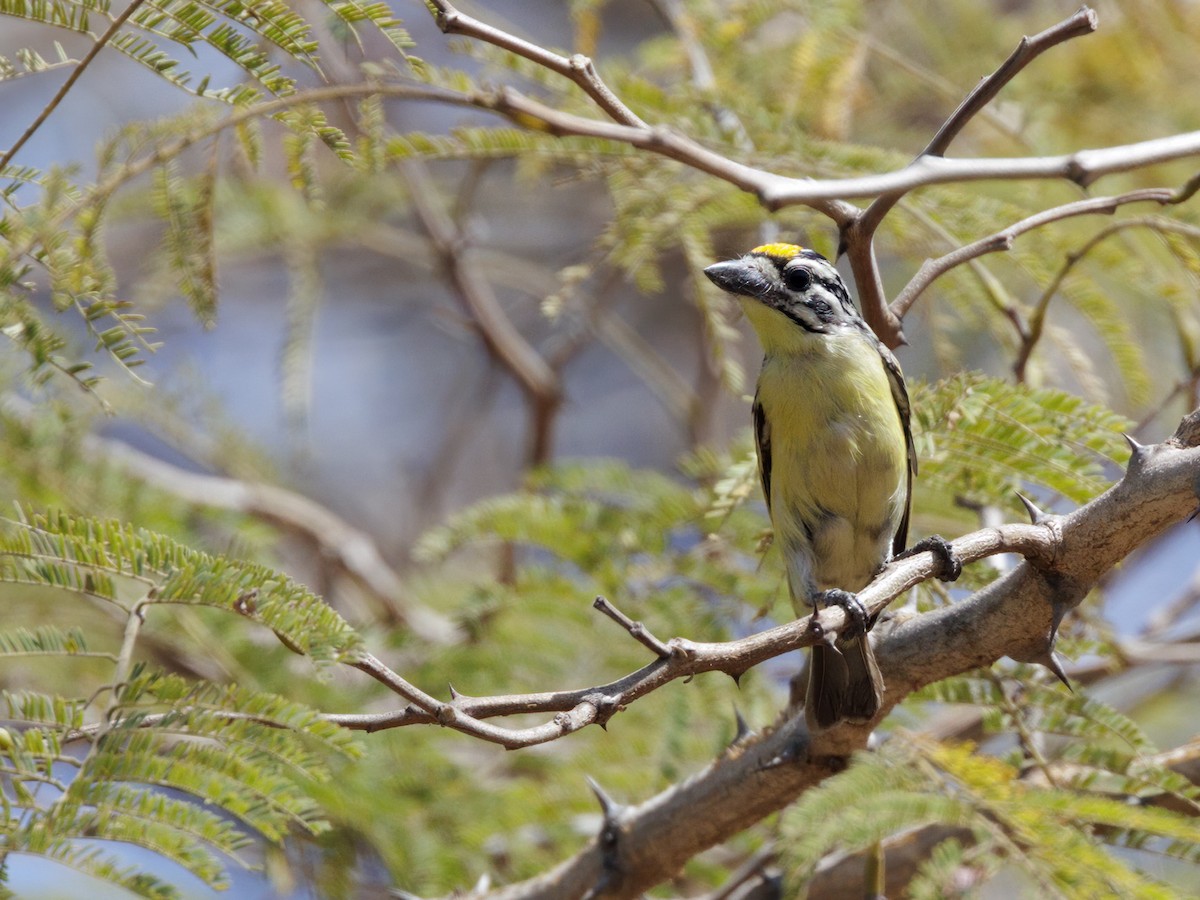 Yellow-fronted Tinkerbird - ML650270683
