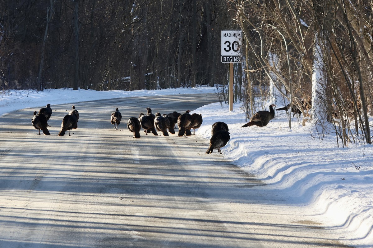 Wild Turkey - ML650270916