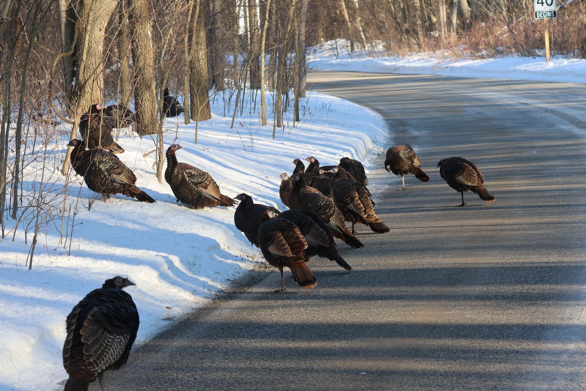 Wild Turkey - ML650270918