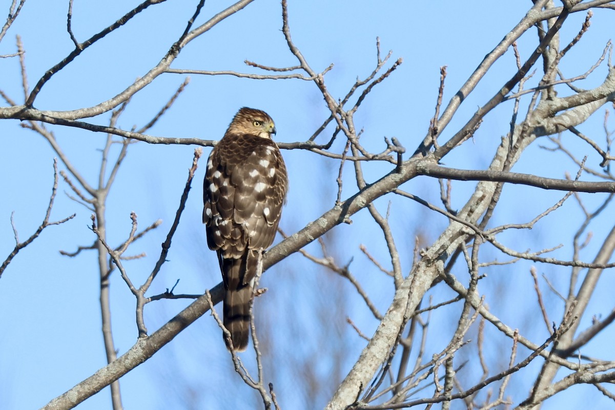Cooper's Hawk - ML650270964